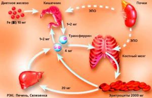 Регуляция всасывания железа