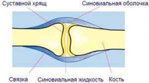 Зоны суставного хряща