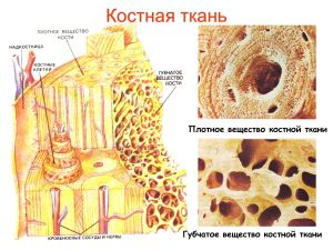 Клеточные элементы костных тканей