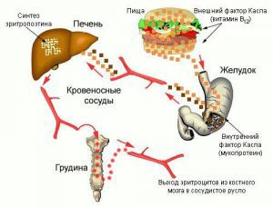 Современное понимание механизма регуляции эритропоэза