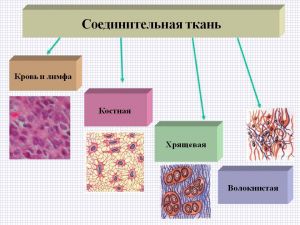 Соединительная ткань: что это такое, функции, виды, строение, классификации