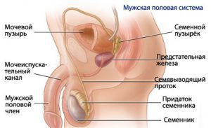 Физиология мужской репродуктивной системы